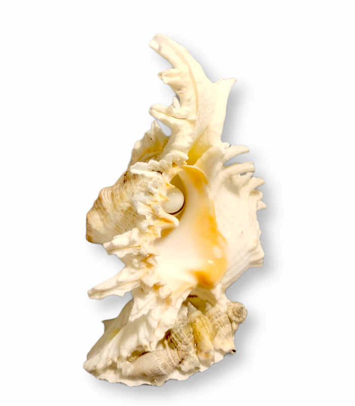 Φωτιστικό Κοχύλι 22cm